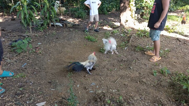 sunday spar kanawayon hatch