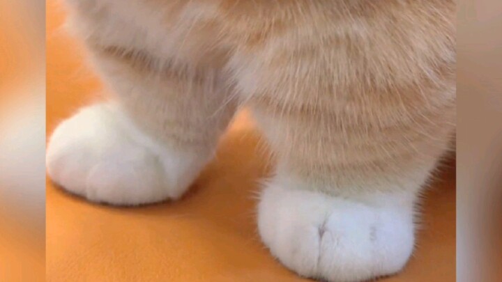 “Little Milk Cat Jiojio”