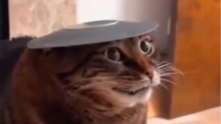 Kitten Happy Diary