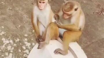 A Monkey Couple’s Sweet Moment in Sri Lanka 🐒❤️ | 野生猴子情侣的甜蜜瞬间 🇱🇰