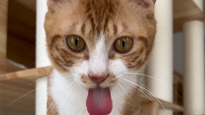 I must have tamed AI art generation!