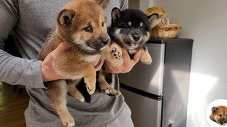 Ep1 - โดโมะเล่นกับพี่น้องของเขา