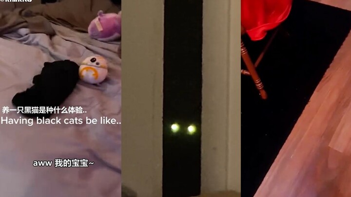 Seperti apa rasanya memelihara kucing hitam?