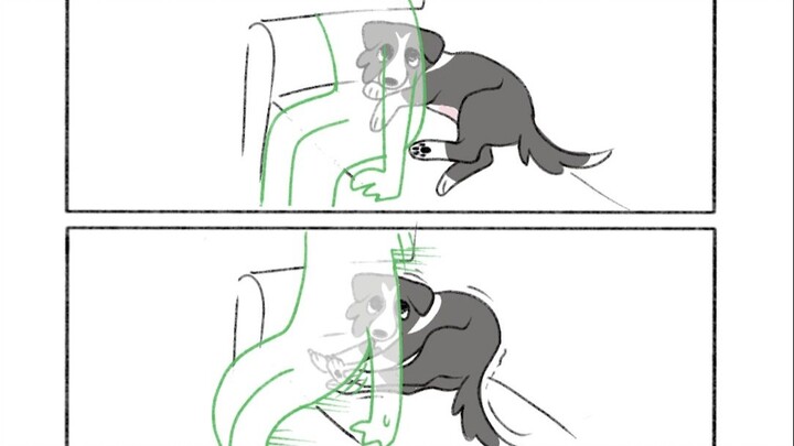 [Border Collie Mao Dou] The dog bullies humans.