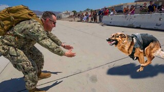 Most Emotional Dogs Reunions with Their Owners That Will Melt Your Heart ❤️Best of video 2022