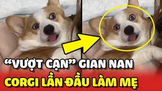 Hành trình VƯỢT CẠN đầy gian nan của bé CORGI lần đầu làm mẹ ❤️ | Yêu Lu