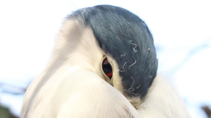 So this is what they mean by "eyes like silk threads."