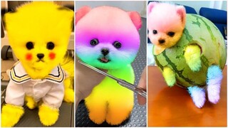 Funny and Cute Dog Pomeranian 😍🐶| Funny Puppy Videos #153