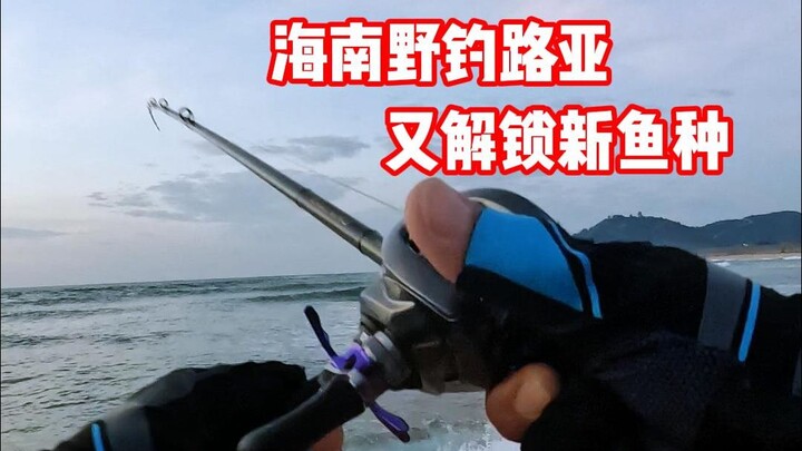 Câu cá dã ngoại bằng lure ở Hải Nam, lại khám phá thêm một loài cá mới