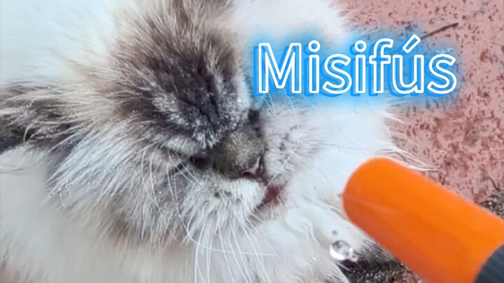 Misifús, the Persian Cat😻