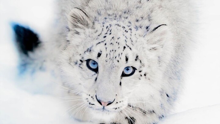 [Snow Leopard] Turns and leaps, fur flying everywhere.