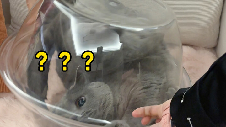 What happens when you flip a cat over in a washbasin? This chubby kitty had me cracking up!