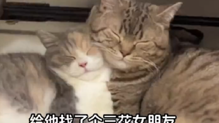 给狸花猫找了个三花老婆