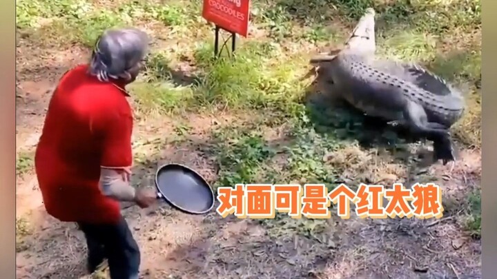 鳄鱼：你知道这两个大比兜对我的伤害有多大吗