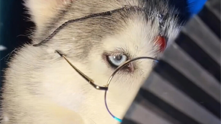 Cerita tentang Bagaimana Aku Mengubah Husky Jadi Gaya Tradisional Tiongkok dengan Sebuah Kipas