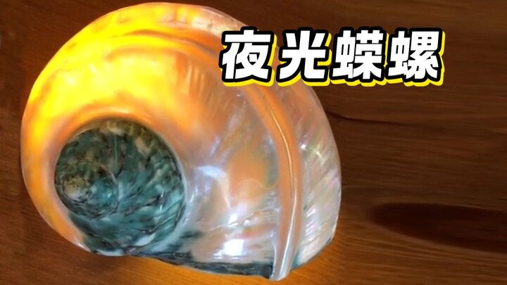 夜光蝾螺为什么要偷袭挖出螺肉。