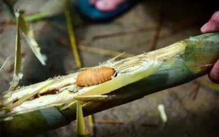 ในหน่อไม้แต่ละอันมีหนอนทุกอันเลยหรือ?