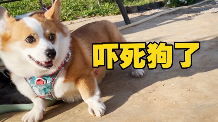 هل حقًا يخاف الكوكي من هذا الشيء؟