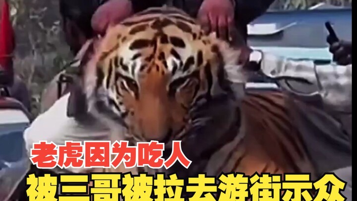 In northern India, a man-eating Bengal tiger was paraded through the streets after it had already ki