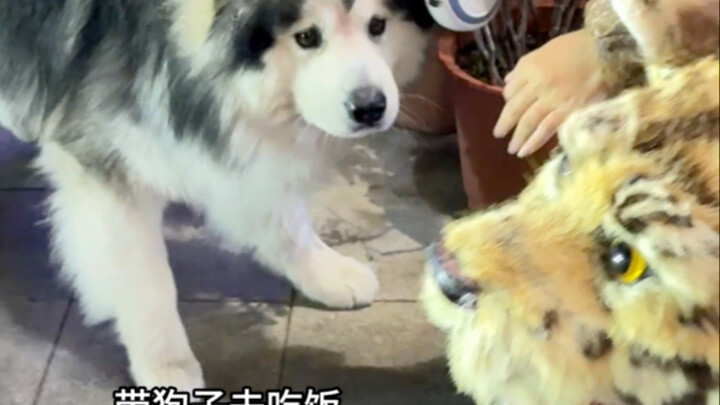 Went out to eat and got told my胆 is even smaller than Teddy's.