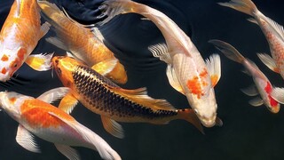 Japanese Koi Fish Pond - Music to relax, Meditation, Yoga, Study, Stress, Massage, Spa or Sleep