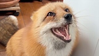 在削猕猴桃的时候，猕猴桃也在尖叫