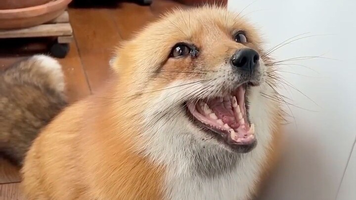 Saat mengupas kiwi, kiwi tersebut juga berteriak