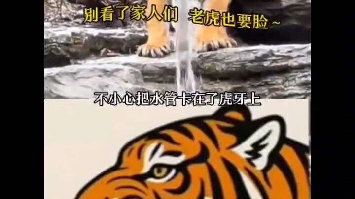 This is the first time I’ve ever seen a tiger that sprays water.