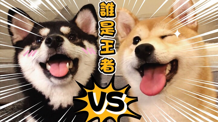 หมาชิบะดำปะทะหมาชิบะแดง! นึกว่าแค่ระดับทอง ใครจะคิดว่าเป็นระดับแชมป์! 【ชิบะอิกะ】