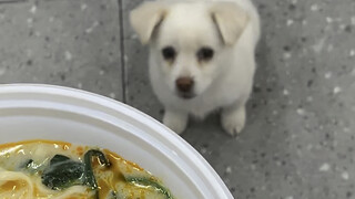 A 4-minute story about how I adopted 6 dogs and 5 cats using Malatang.