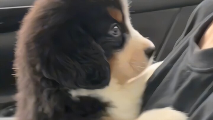 คุณต้องการเจ้าหมาตัวเล็กตัวหนึ่ง