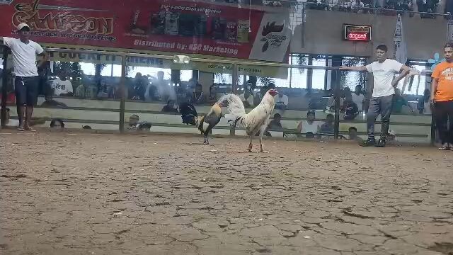 Lance delatore line sinebalang