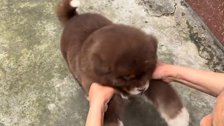 A puppy my friend gave me—Mom just loves it!