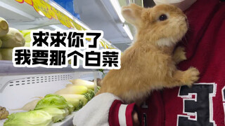 Dễ thương quá! Chú thỏ con nài nỉ mẹ mua đồ ăn