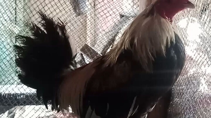 Flix ko lang yung binili kung native na Talisayin 2 times win sa isang araw...#native lang sakalam..