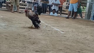 one day 4wins 1st fight 🐓