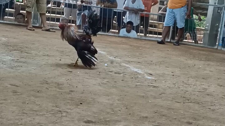 one day 4wins 1st fight 🐓