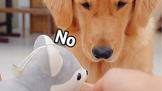 ถ้าน้องหมาไม่ชอบกินยาต้องทำอย่างไร?