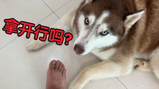 Deliberately put your smelly feet in front of the dog's nose—let's see how it reacts!