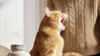 Why Are Cats Afraid of Cucumbers? 😹🥒 My Cat Jumped Instantly!