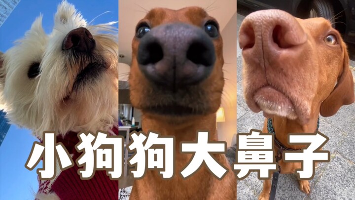 Puppy nose attacks! So silly and adorable~