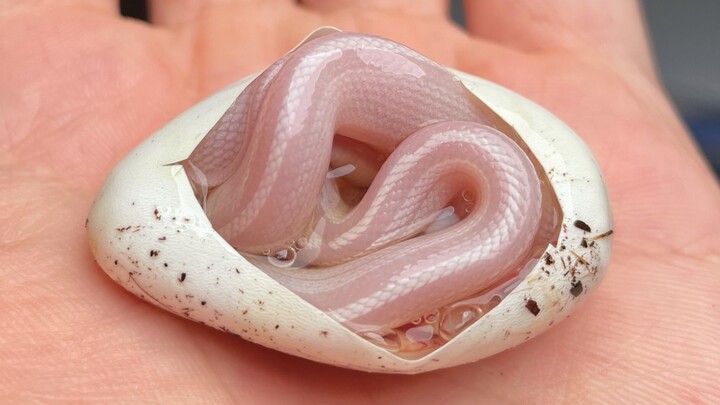 [Animals]Birth of a litter of pink-white corn snakes