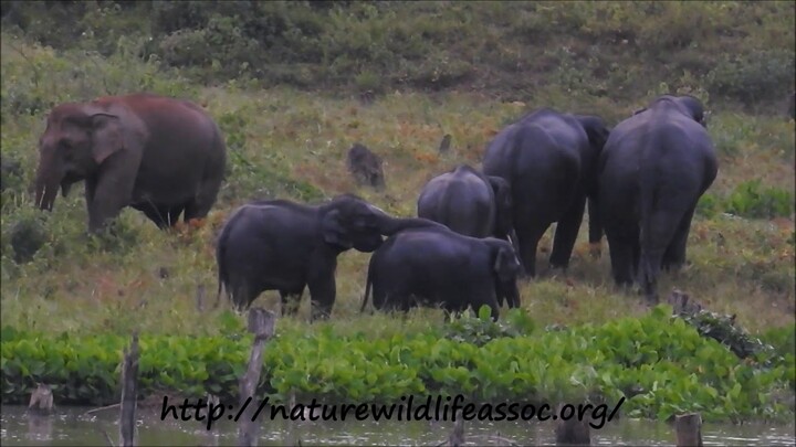elephant kick boxing