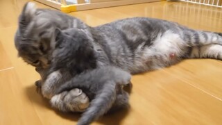 mèo mẹ cắn yêu những chú mèo con xinh xắn <3