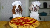 Dogs Make Pizza เชฟ Dog Maymo และ Pot Pie Cook Pizza!