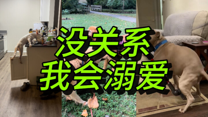 Coba tunjukin anjing nakalmu!!! 🐶