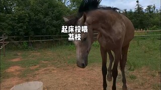 Another litter of little bunnies was born...