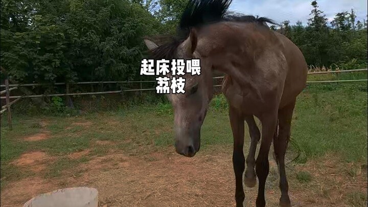 أنجبتُ وِكرًا آخر من صغار الأرانب...