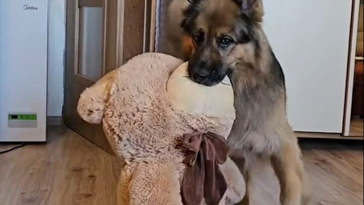 Master gifted German Shepherd Darzzia a little teddy bear—and now the pup loves taking it everywhere