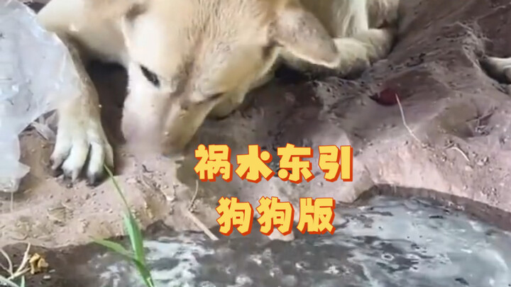 The water was almost up to the doghouse, and then…